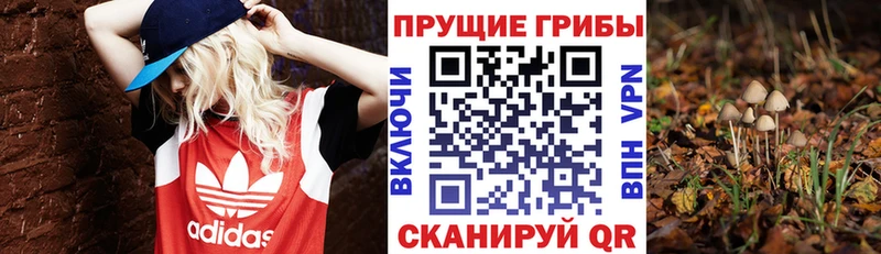 МЕГА сайт Бежецк дарк нет формула Псилоцибиновые грибы прущие грибы
